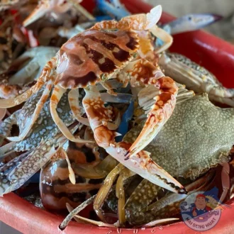 KETAM BUNGA