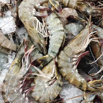 Fresh prawns